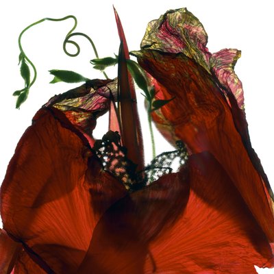 Morning Glory Canna Red by Julia McLemore